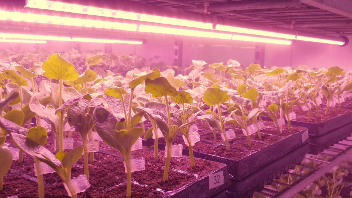 LIT UP: LED lighting can provide the benefits of tailored light for specific growth traits without the risk of heat stress from sunshine.