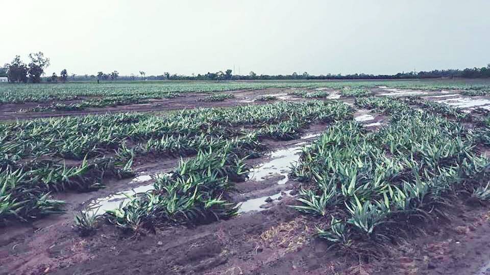 WASH-OUT: Pineapples were uprooted and left sodden on Stephen Pace's Rollingstone farm. Photo: Pace Farming.