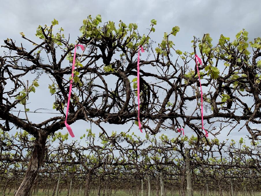 MARKED: The project will use artificial intelligence to detect grape bunches and predict yield.
