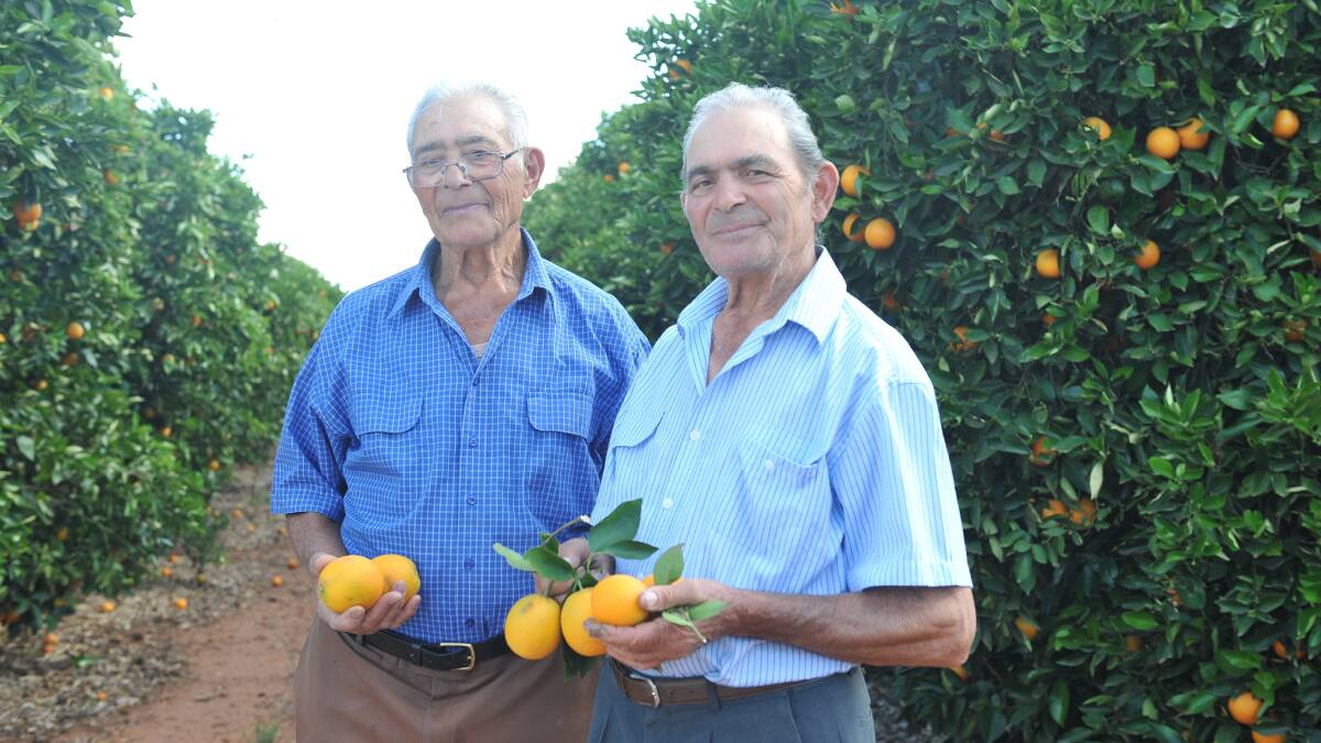 WELL DONE: Frank and Sam Amato have been named the 2018 Lion Dairy and Drinks Growers of the Year. 