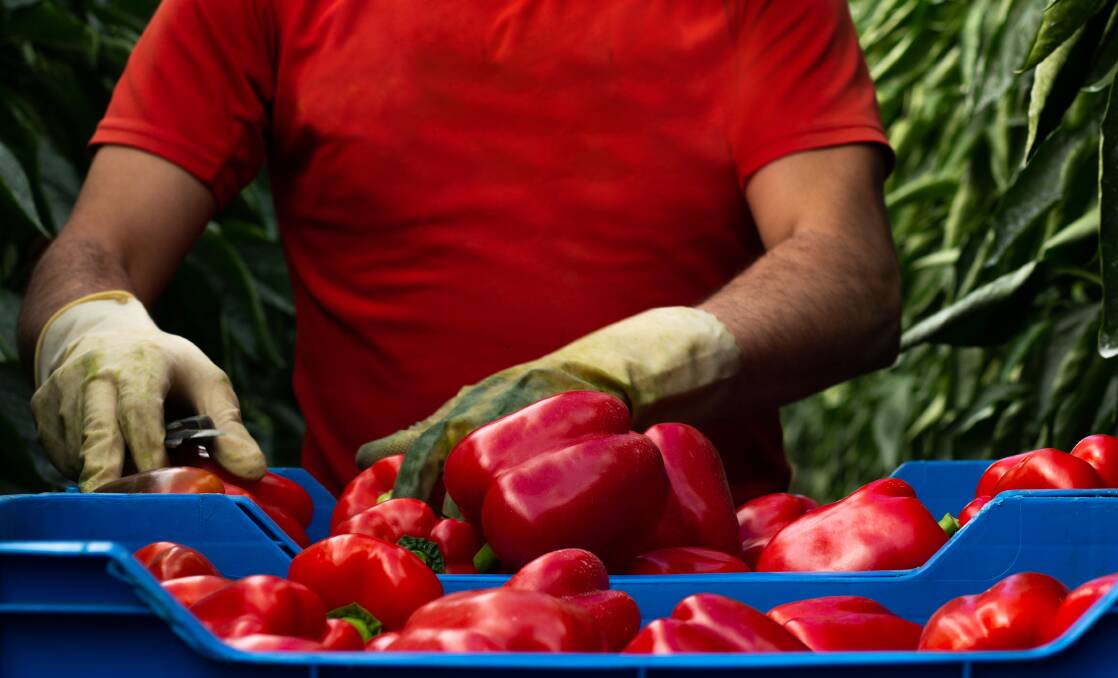 SAFE: Industry groups are pushing for a trial of the new seasonal agriculture worker visa to ensure it has robust protections within it to safeguard workers. Photo: Shutterstock. 
