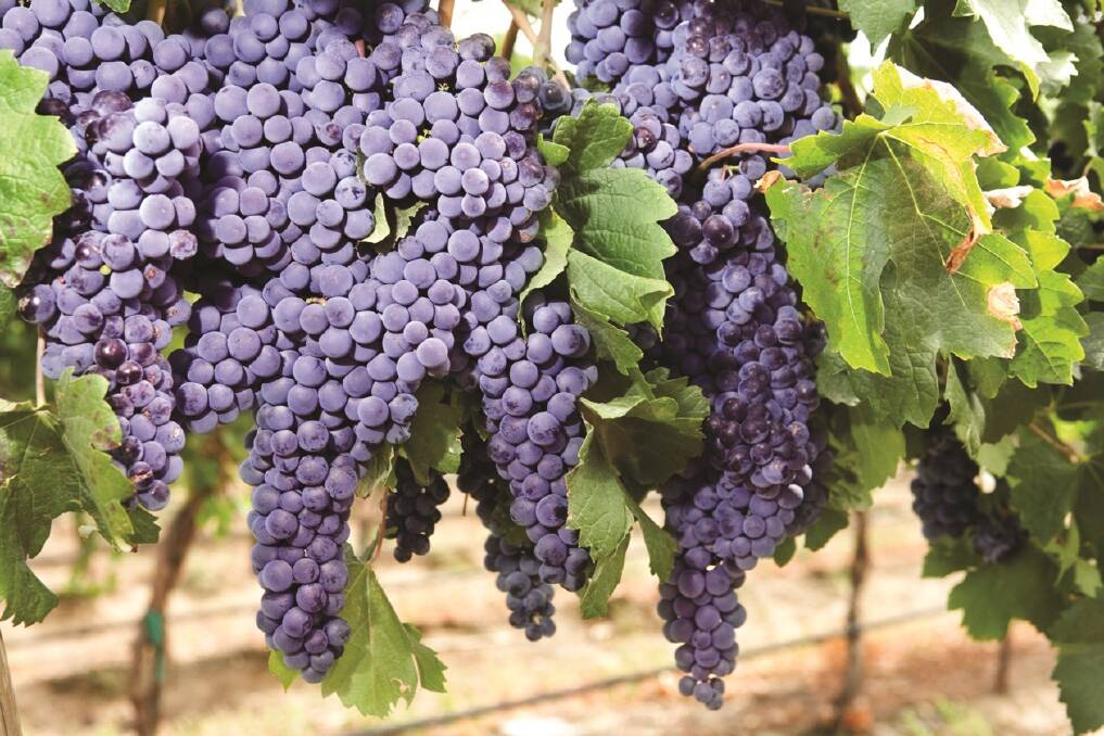WINNING: The work done in growing grapes for wine will be recognised in an awards announced in February. Photo: Shutterstock