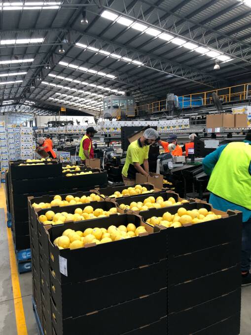 APART: Social distancing protocols are in place throughout the Nutrano Produce Group's packing facilities. 