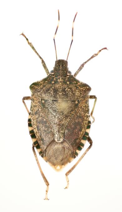 A Brown Marmorated Stink Bug specimen. Picture by CSIRO