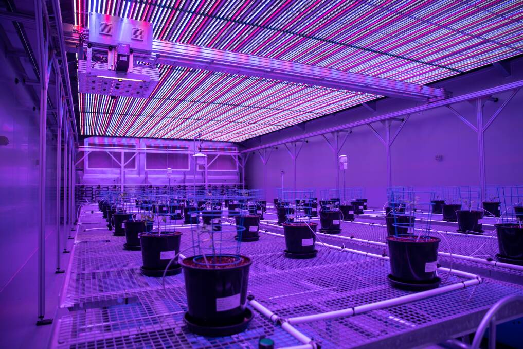 The glasshouse allows scientists to monitor the dimensions of each plant, the colour of the leaves, fruit and flowers, its photosynthetic capacity and its hyperspectral properties. Picture supplied
