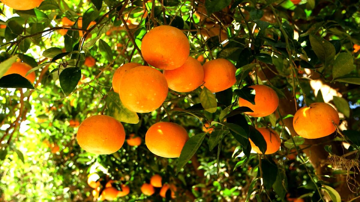 Queensland citrus has been making good in-roads to other countries looking for Australian quality. Picture supplied
