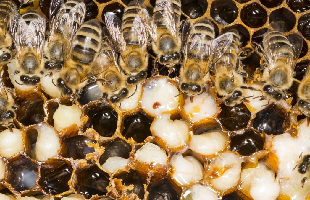 Varroa mite has been detected in biosecurity surveillance hives at the Port of Newcastle.