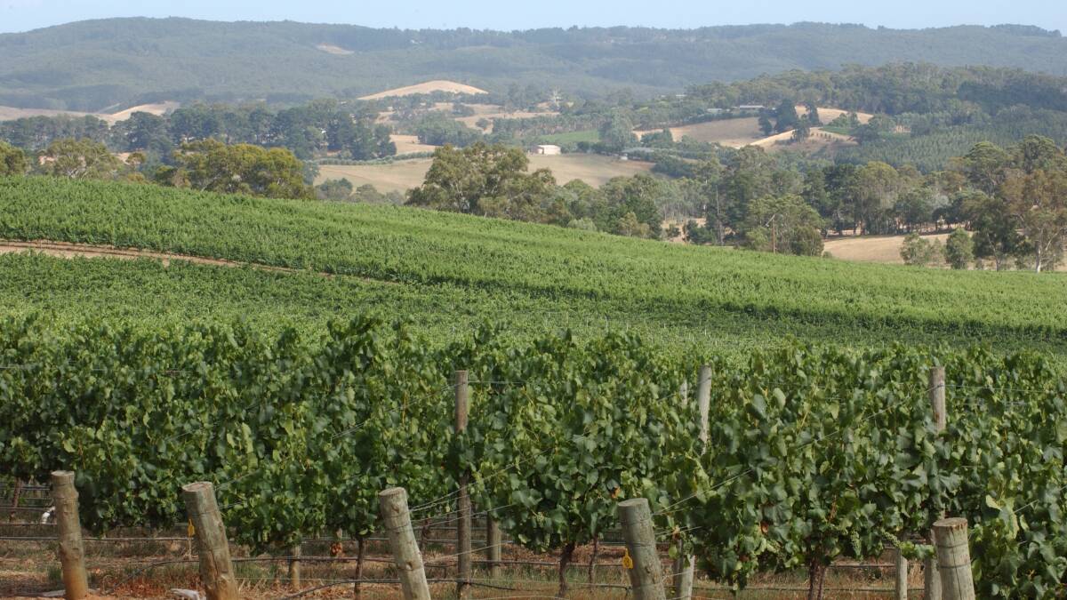 CONCERN: Winegrowers in the Adelaide Hills and many other predominantly wine growing regions were among those pushing to maintain the GM-free status in their council areas.