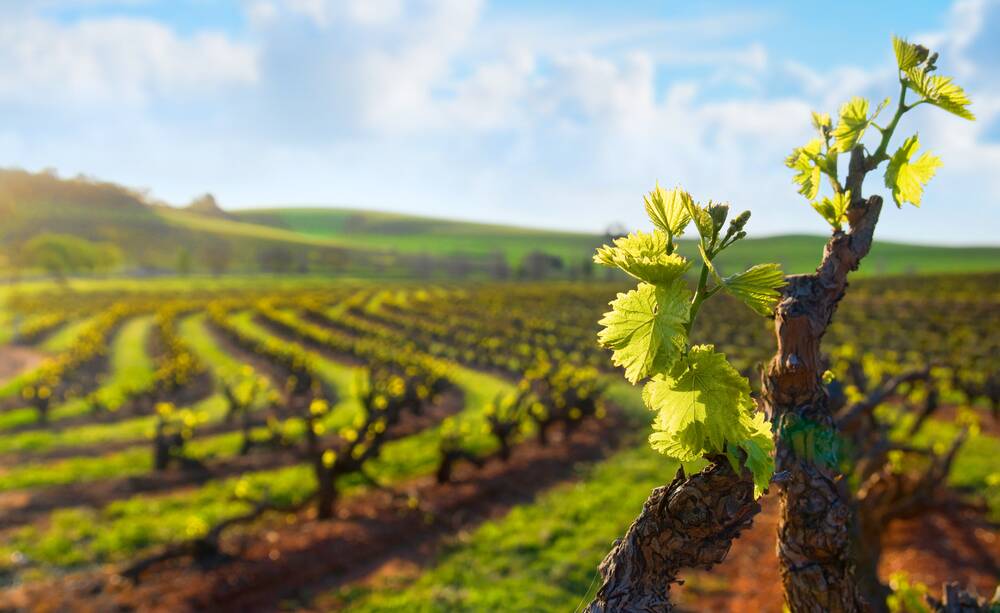 POTENTIAL: Wine businesses are encouraged to apply with a simpler application this year. Photo: SHUTTERSTOCK