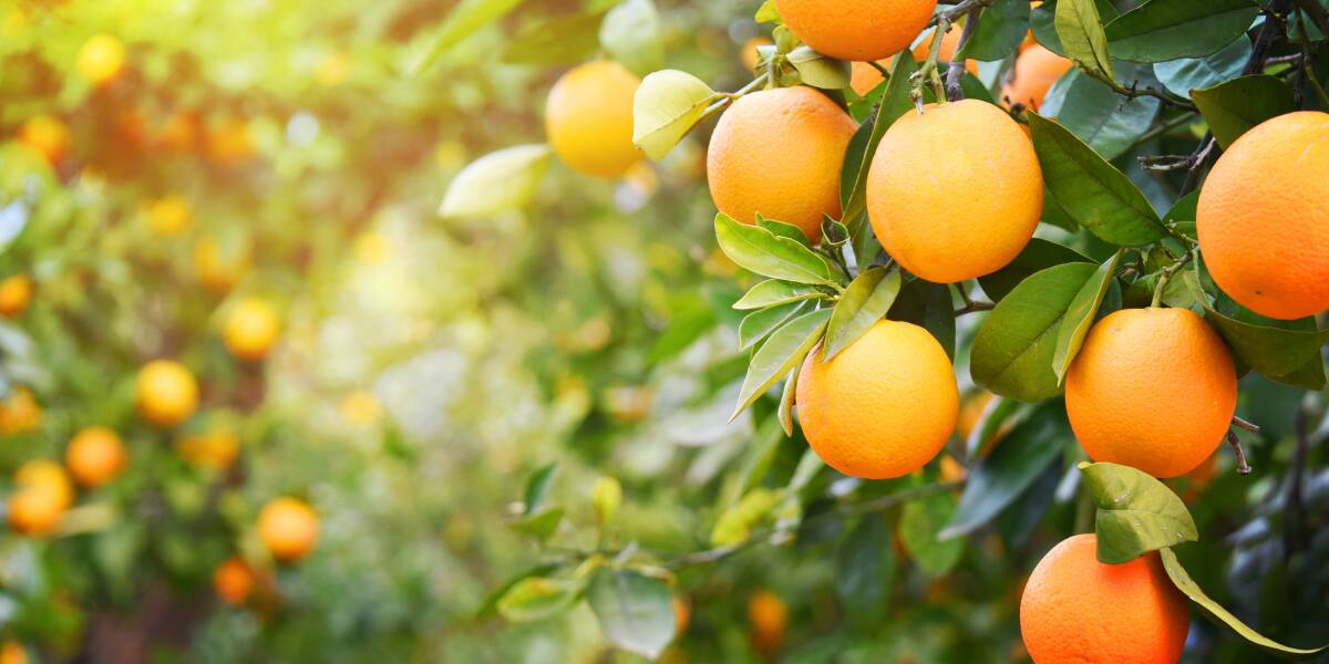 PRIORITIES: Citrus Australia has delivered its election priorities to both major political parties with labour and biosecurity top of the agenda. Picture: Shutterstock