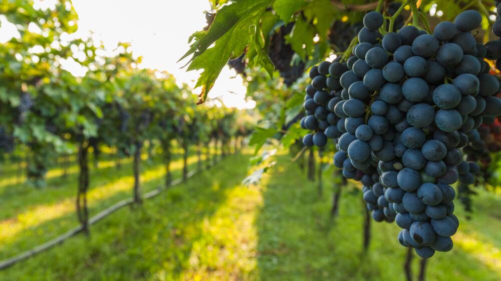ACTION: PIRSA staff are working with grapegrowers and stone fruit growers to secure market access. Photo: SHUTTERSTOCK