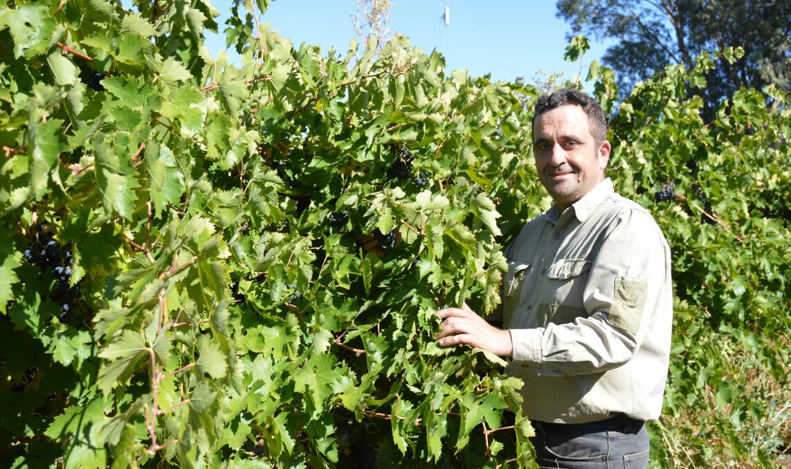 TOP PICK: Adam Barich, Whistling Kite, among the handpicked Montepulciano, grown just 100m from the Murray River, says this was a hassle-free harvest.