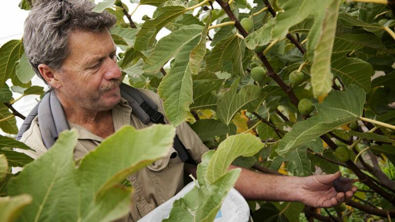 FRESH TASTE: Dan Pattingale, Stokes Bay, is preparing to launch Australia's first genuine fig wine vinegar. Photo: SEAN McGOWAN