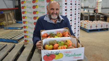 GROWING FORTUNES: SA vegetable grower of the year Emmanuel Cafcakis with a medley box of heirloom tomatoes - an area where he has excelled.