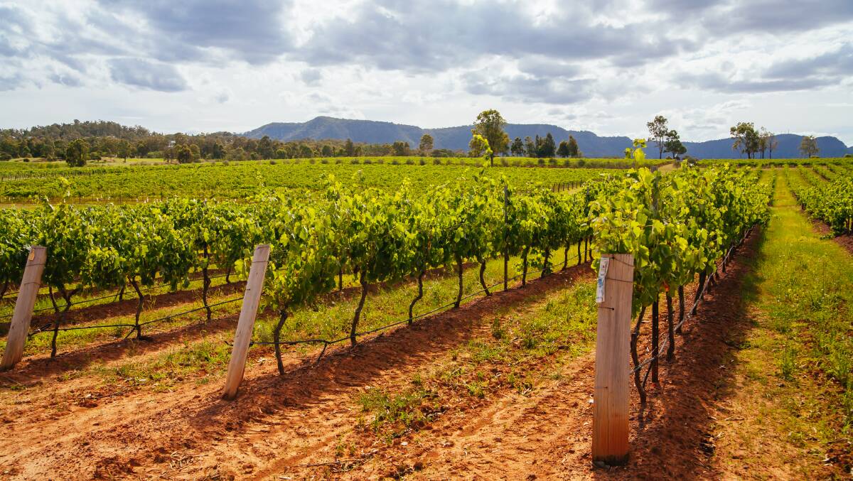 INSIGHT: The McLaren Vale area will get a boost thanks a new interactive website promoting it to potential visitors. Photo: Shutterstock