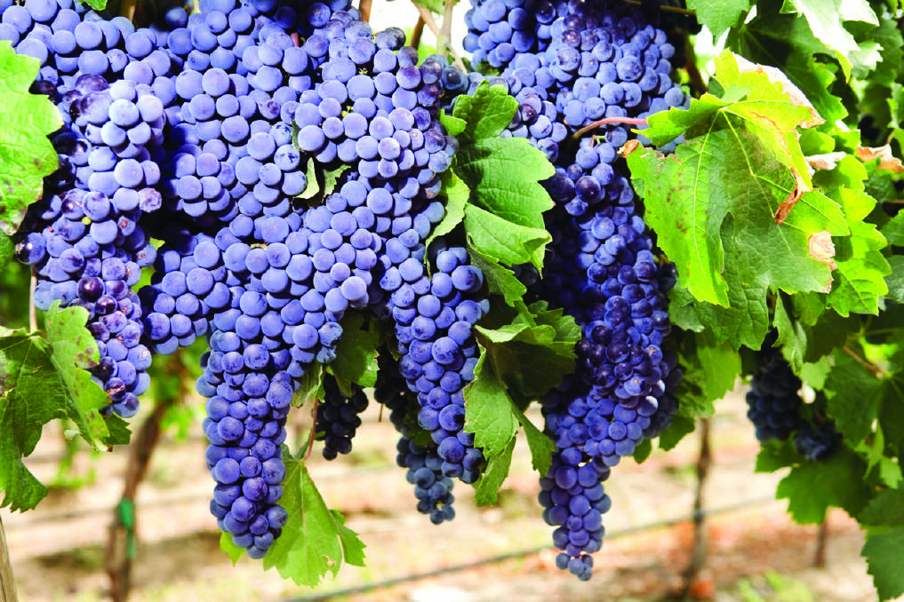 HIGHER: Red grape varieties have increased substantially in recent years, nationally. Photo: SHUTTERSTOCK