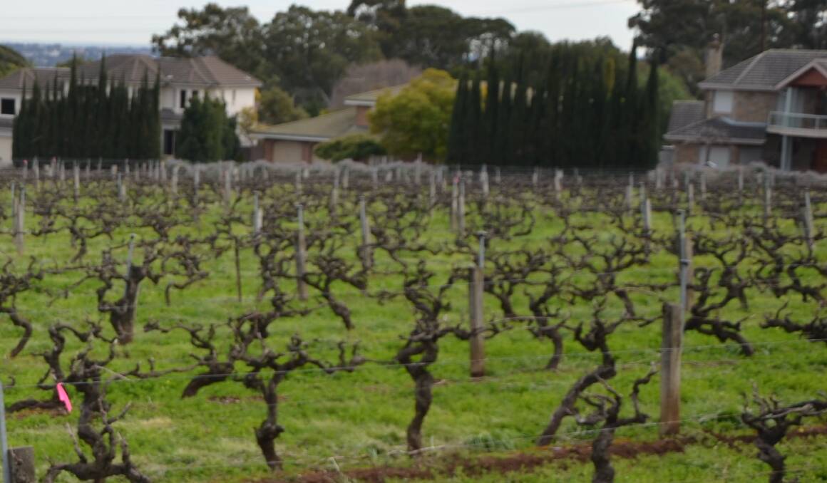 WINNER: The Penfolds vineyard at Magill, alongside the restaurant, has been named as the best of wine tourism in SA.