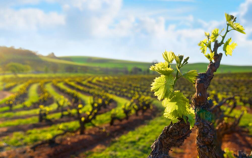 IMPROVED: Barossa and Eden valleys wineries could benefit from a new project to improve water availability. Photo: Shutterstock