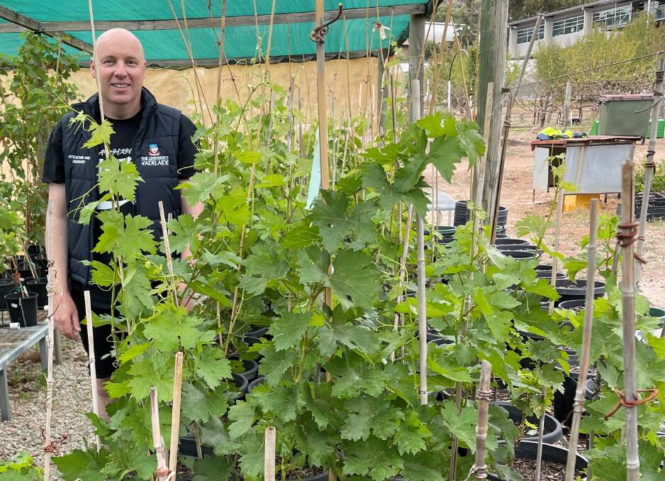 RESEARCH: University of Adelaide PhD student and winemaker Alexander Copper with some of the Xynisteri vines imported from Cyprus as part of a push for better water efficiency.