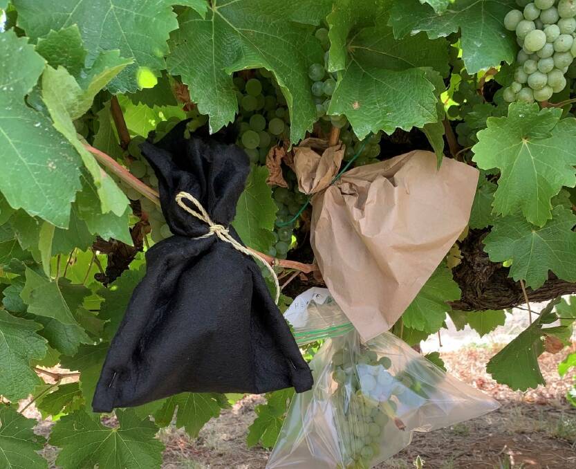 Activated charcoal bags have been proven to significantly reduce the impact of smoke on grapes, in the aftermath of fires, potentially saving vintages. Photo: SUPPLIED