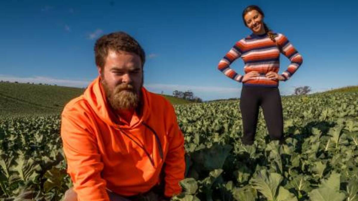 WORKERS: Crop picker Joel Hepehi is happy to have secure work, and he and employer Belle Binder are urging others to 'give it a go'. Picture: Phillip Biggs