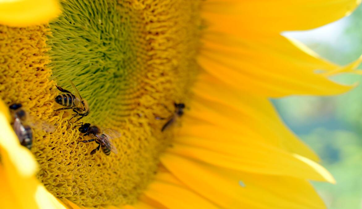 Beekeepers battle to find floral resources