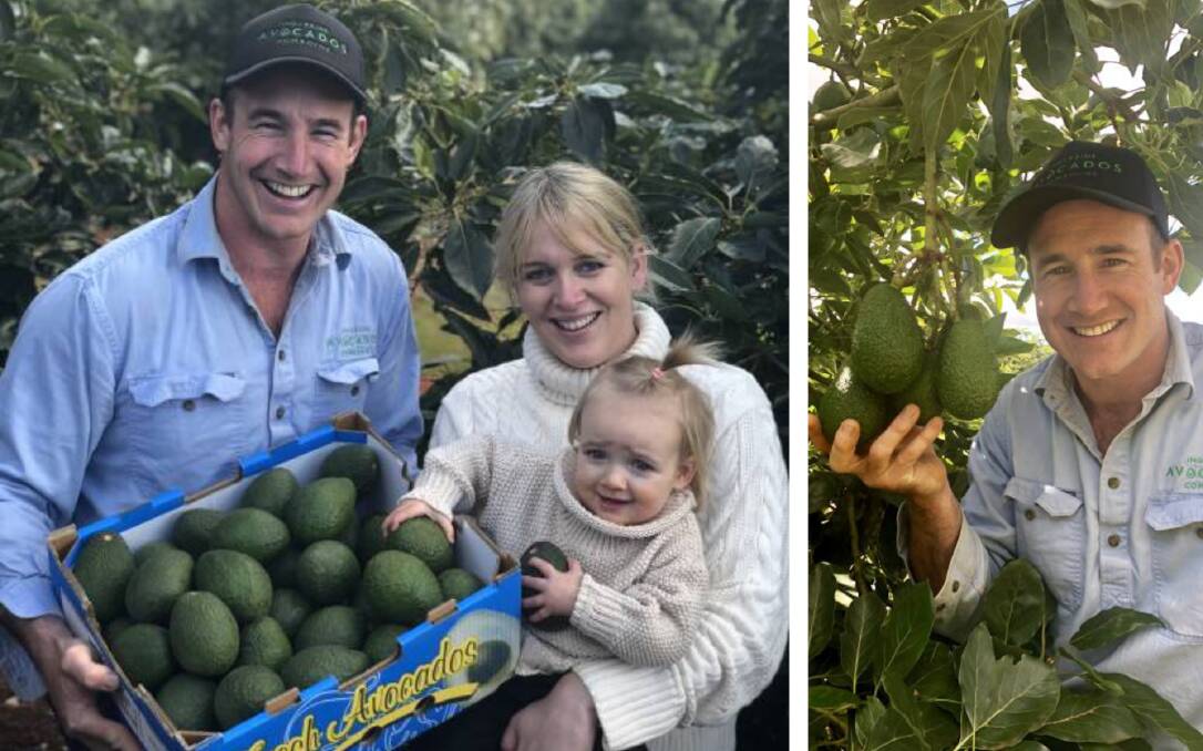 ALL GO: Nathan Bell, right, inspecting avocados that are just about to be harvested at Comboyne. And also with his wife Grace and daughter Tallulah.
Photo: Samantha Townsend