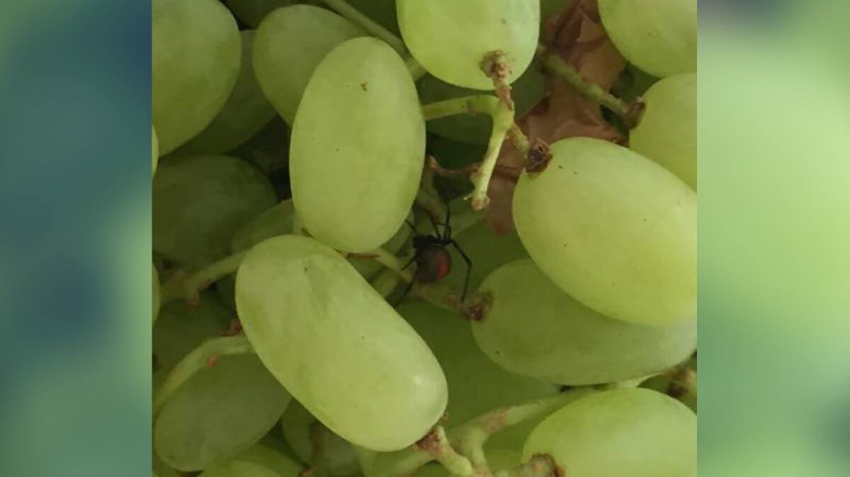 HIDING: The redback spider hiding in the grapes Yolande Gamble bought from Aldi at Engadine.