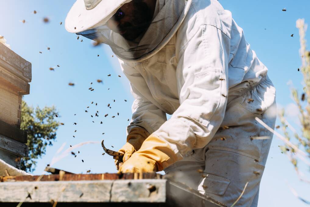 IN THE RUNNING: Victorian hobby beekeeper Simon Mildren has a chance of being granted a $US200,000 venture capital award to aid in the further development of his HiveKeeper program. Photo: Shutterstock.