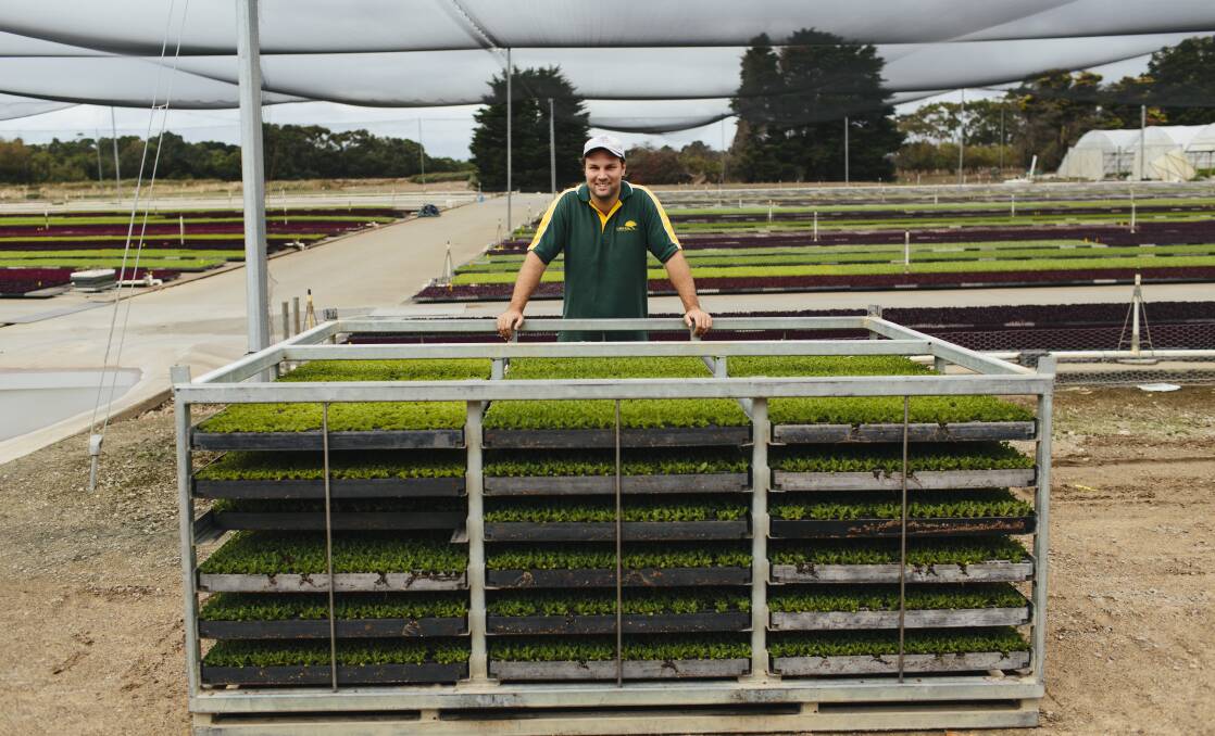 IN HIS BLOOD: Coolibah Herbs' Hayden Bogicevic developed a passion for growing watching his dad at work. Photos: Ausveg. 