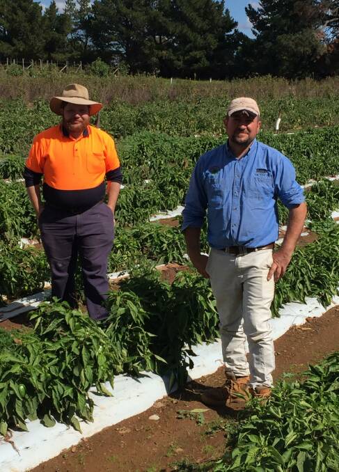 PRODUCTIVE: David Quinlon, a worker at Huntley Berry Farm for more than 18 years, and Gianni Belmonte take a look at some capsicums. 