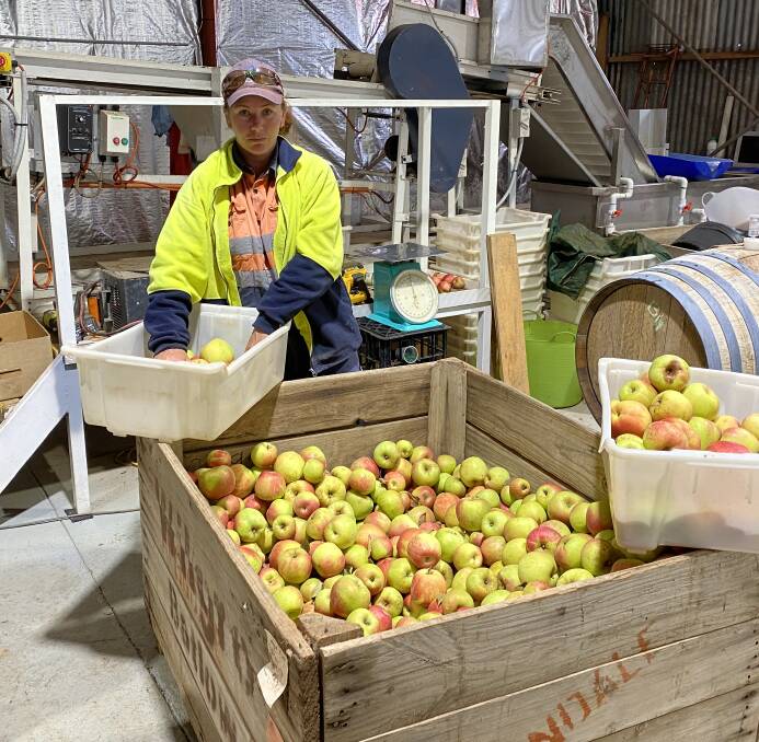 SELECTIVE: Wilgro Orchard team member Rachel Galvin sorts through apples to be used for cider.