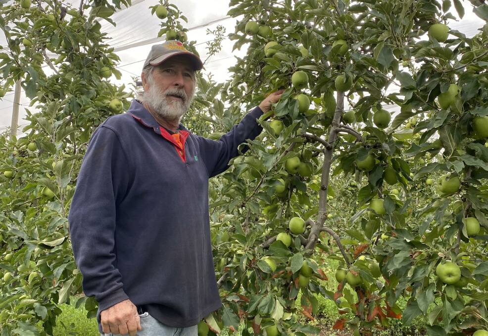 CONSOLIDATING: Wilgro Orchard owner Ralph Wilson, Snowy Valle, NSW is looking to bounce back after the fires.