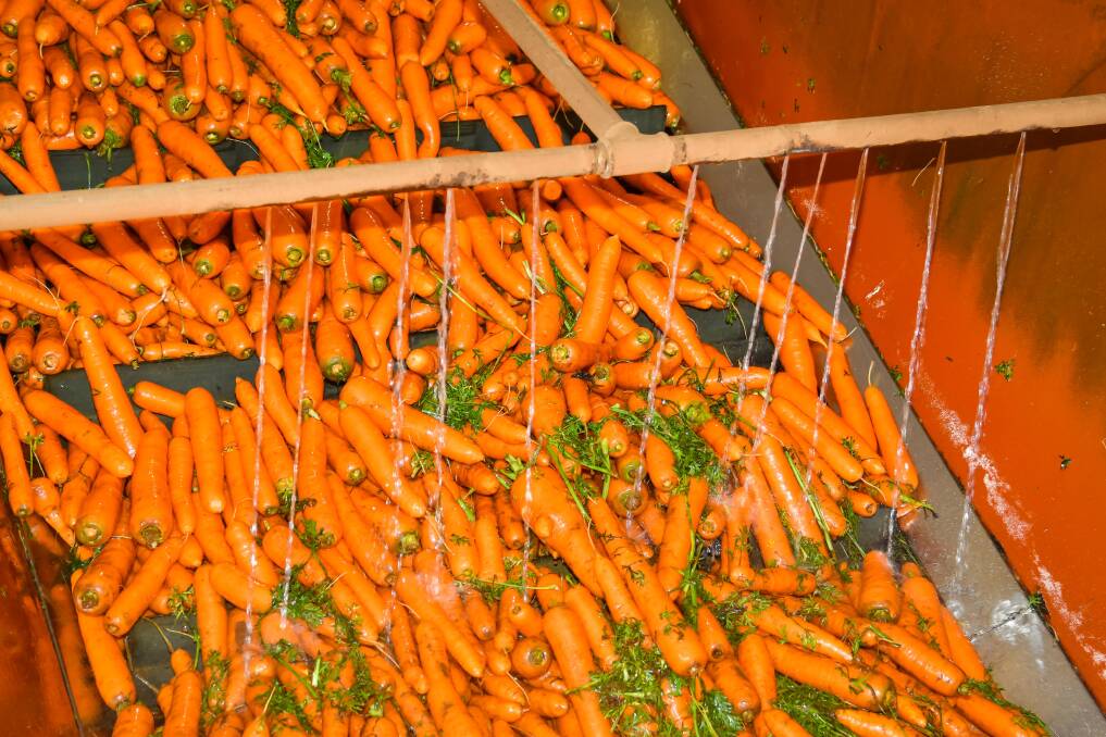 Inside: Carrot Festival patrons can do factory tours to see how the crop is processed and packed for market. Picture: Simon Sturzaker. 