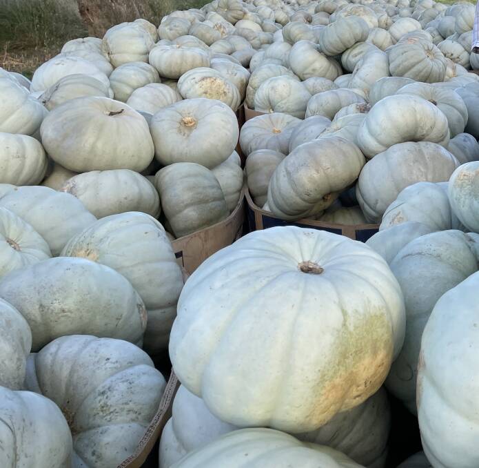 GROWN: A hefty load of pumpkins, some of which may make it to the "big time" at the Royal Sydney Show.