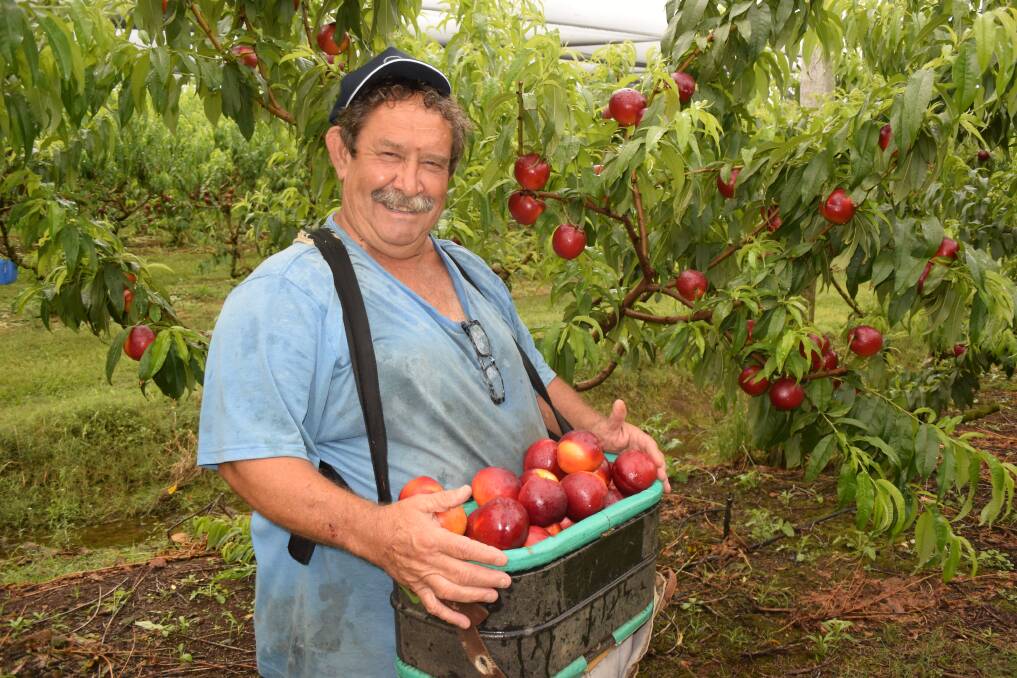 PEACHY: Jeff Zanette, Tullera via Lismore, NSW reports the best stonefruit growing season for years but competition is squeezing sub-tropical production.