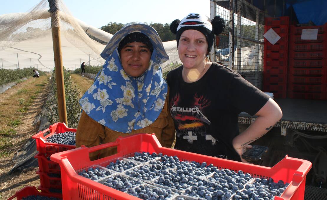WORKING: Piece workers on a blueberry farm near Coffs Harbour are paid by the kilogram. It is true that slow pickers make very little money.