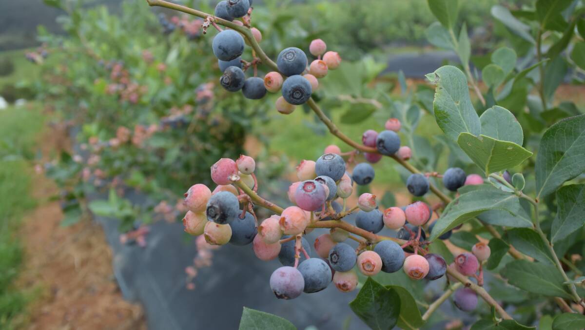 ISSUES: The NSW North Coast blueberry industry has grown at an astounding rate over the past decade and now is coming to terms with management issues like nutrient run-off.