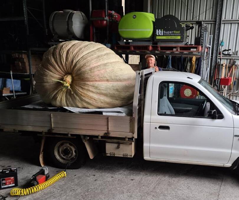 WHOPPER: North Coast nurseryman Dale Oliver is dwarfed by his heaviest Atlantic variety giant pumpkin, 876kg, which is now a new southern hemisphere record. Picture: Dale Oliver