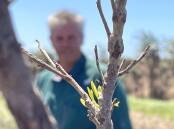 HOPE: New flush of growth from a drowned macadamia tree offers encouraging signs of life for Robbie Commens in a new plantation on the lower Richmond River.