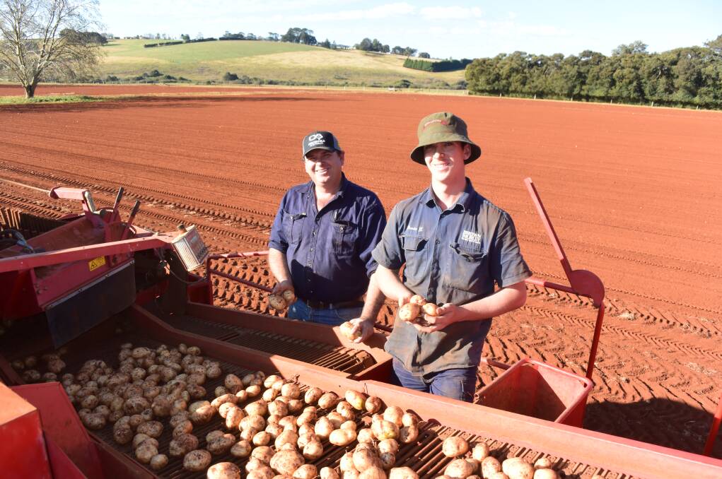 GROWING: Red soil and water security is driving up the price of land on the Dorigo Plateau where Chris and Brendon Gibbins turn off enormous production in Sebago potatoes.