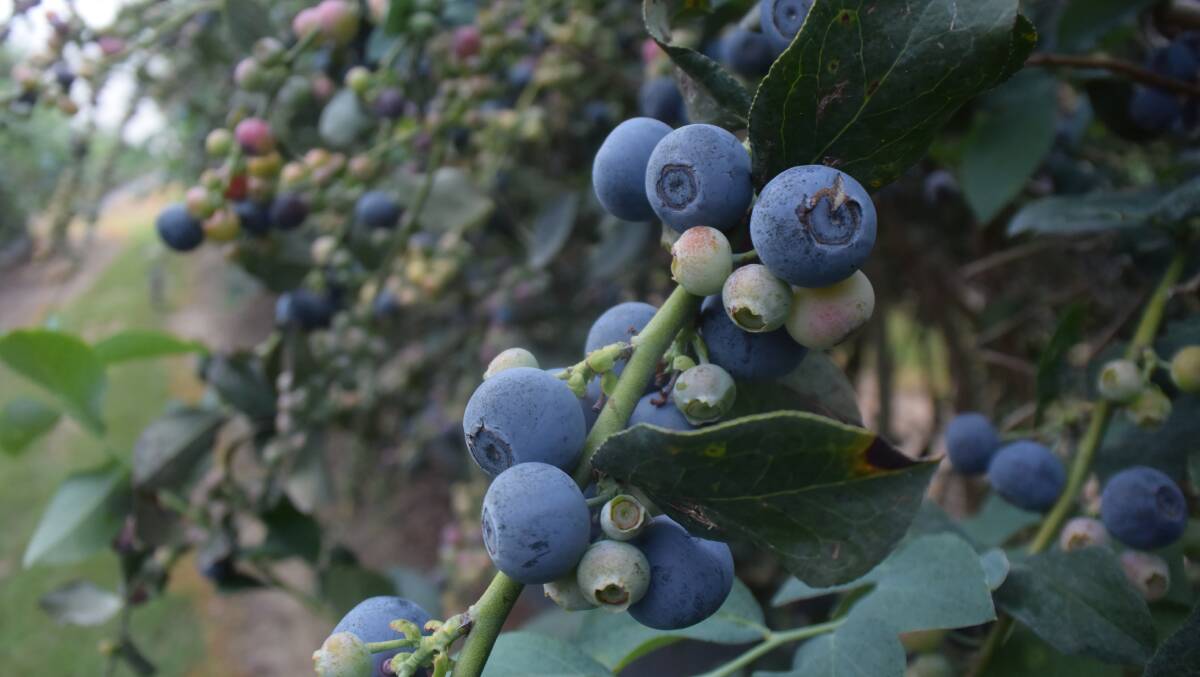 READY: Rabbit-Eye blueberries coming on strong in warm coastal weather require more pickers than exist on the ground.