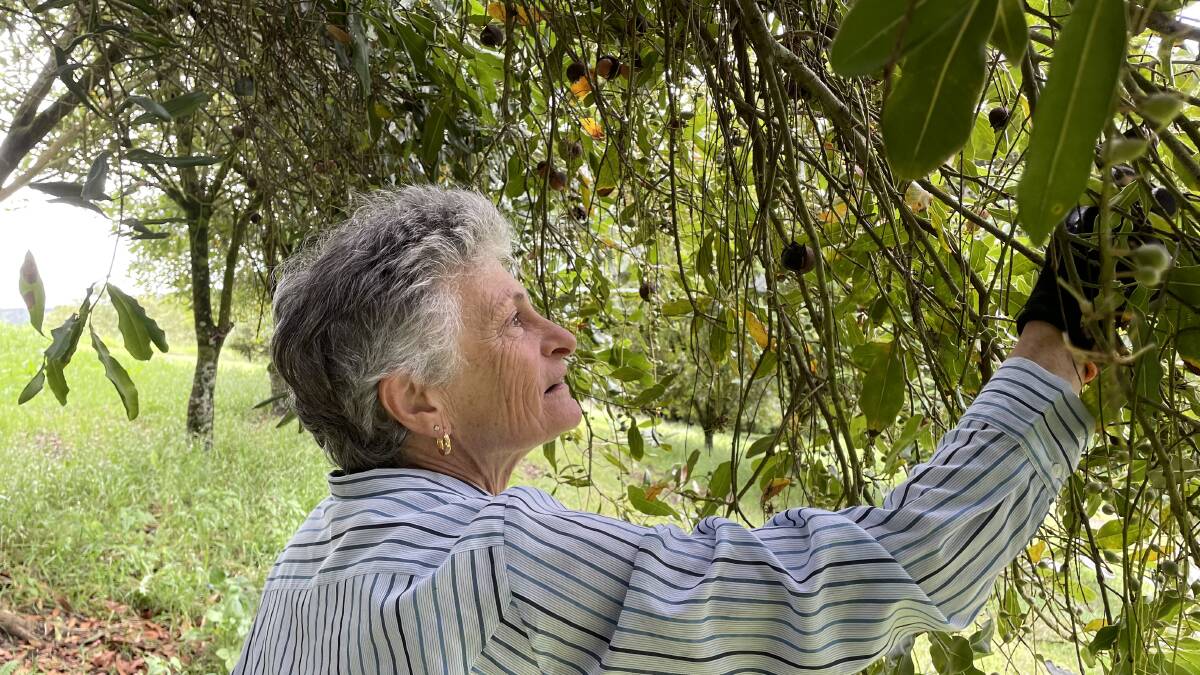 Vilma Giacomini, North Lismore, has weathered price storms before and will survive next year's shake-up because excellent kernel recovery will push her base price above the cost of inputs. 