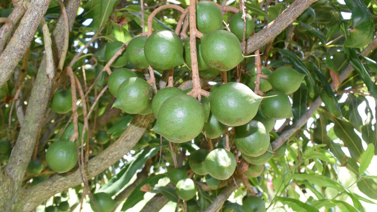 DEMAND: In spite of the Chinese market attraction, macadamia nut growers are not hugely exposed to current political tensions threatening to disrupt trade.