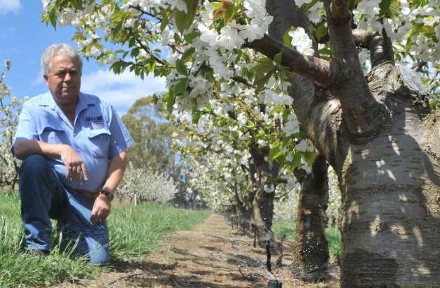 COSTLY: Cherry grower Guy Gaeta, Orange, and chairman of the NSW Farmers' Horticulture Committee, says imposing minimum wage onto a piece-work job-site will send farmers broke.