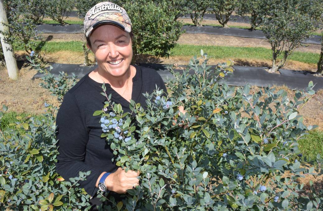 CONCERN: Kellie Potts, Sandy Beach via Woolgoolga puts on a brave face despite a difficult blueberry harvest but has already taken steps to plant jumbo-sized varieties and is organising her own pool of labour.