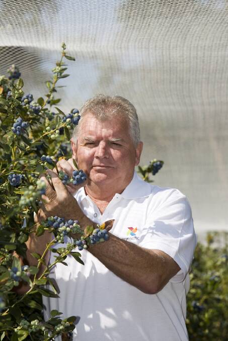 WAITING: Berries Australia president, Peter McPherson, said a lack of political will to push the case for blueberry access to China was disappinting.
