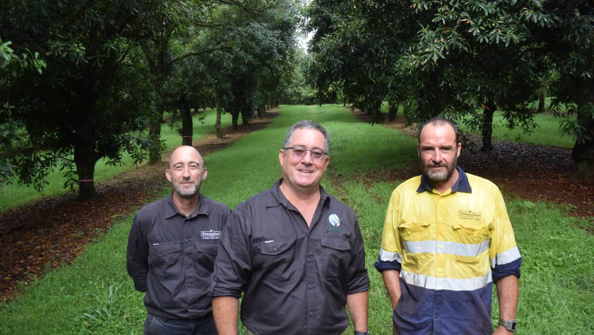 GREENER: Green grass grows again between managed macadamia trees at Summerland Farm, Alstonville, with horticultural manager Chris Smith, agronomist Janus Erasmus and farm co-ordinator Shaun Reynolds.