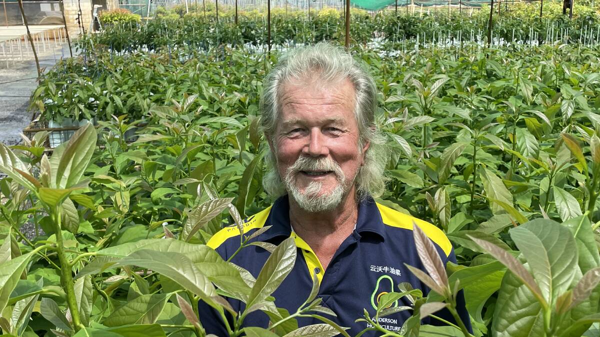 Avocado nurseryman Graham Anderson, Duranbah on the Tweed, is forging closer links with Chinese markets. Smashed avo on toast is the go-to breakfast for this 80 year old and his presence, full of energy and enthusiasm, is infectious. Picture supplied