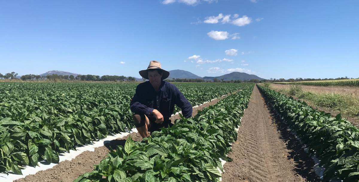 CALL TO ARMS: Bowen Gumlu Growers Association president Carl Walker believes government needs a war like approach to protect the horticulture industry.